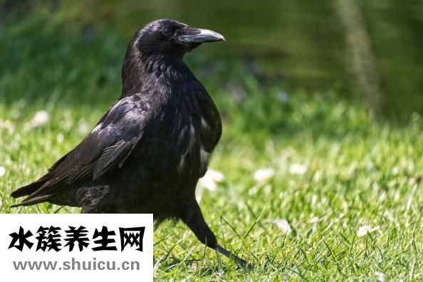 乌鸦能吃吗