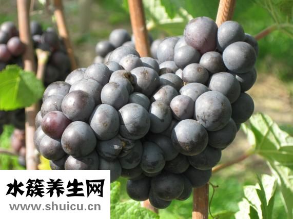 乌鸦能吃吗