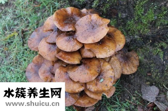 愈创木酚甘油醚