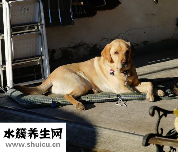 怎么做剃须泡
