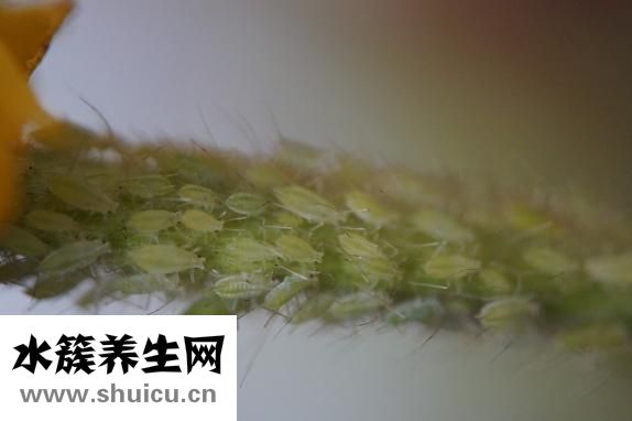 怎么判断床上有跳蚤