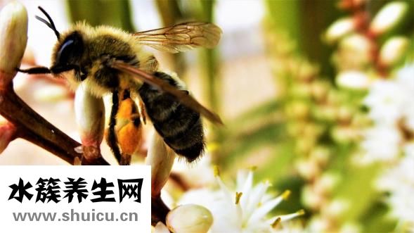 怎么制作酸奶