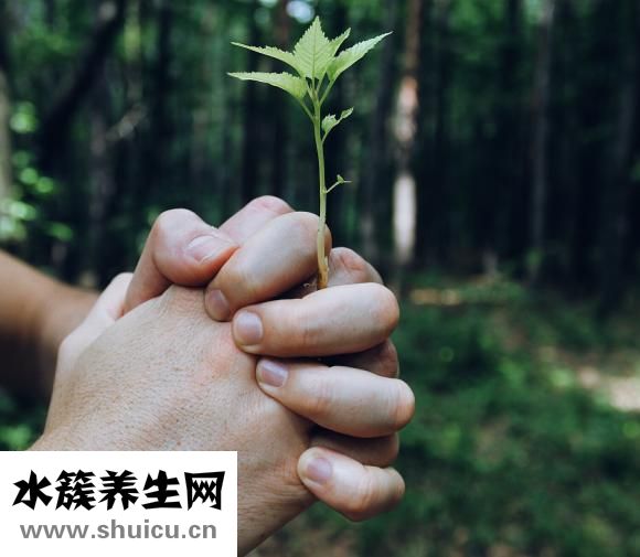 喝枸杞会上火吗