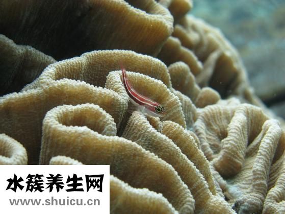 女性脱发食疗