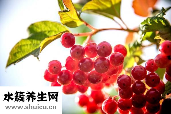 怎么种绿豆芽