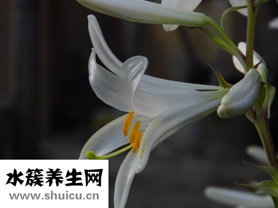 失眠小偏方