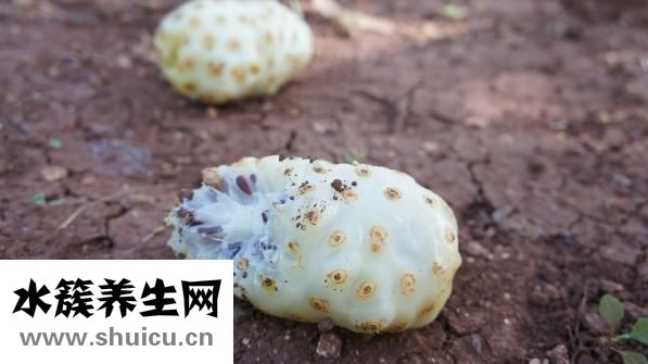 仙茸护肾胶囊