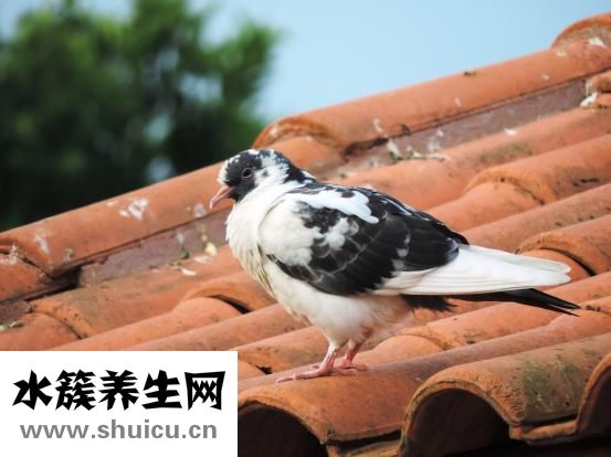 怎么做鸽子汤最补