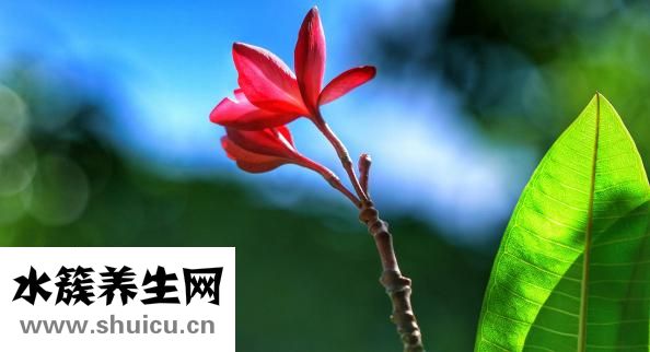 孕囊是什么