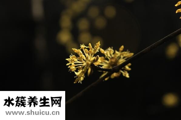 四物汤的配比