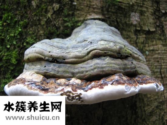 愈创木酚甘油醚