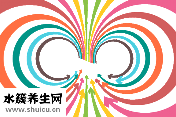 女性脱发食疗