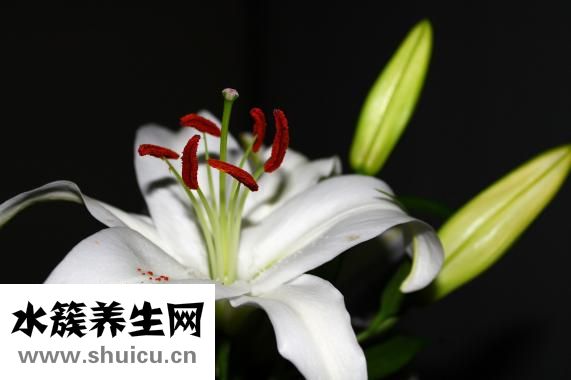 失眠小偏方