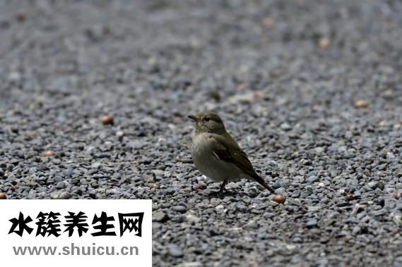 小米粥的营养价值