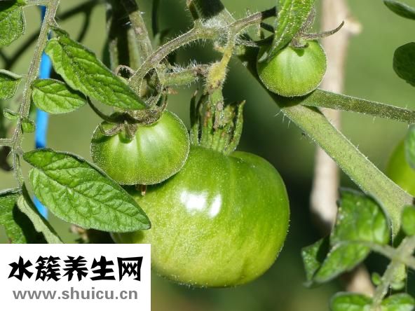 山药胡萝卜