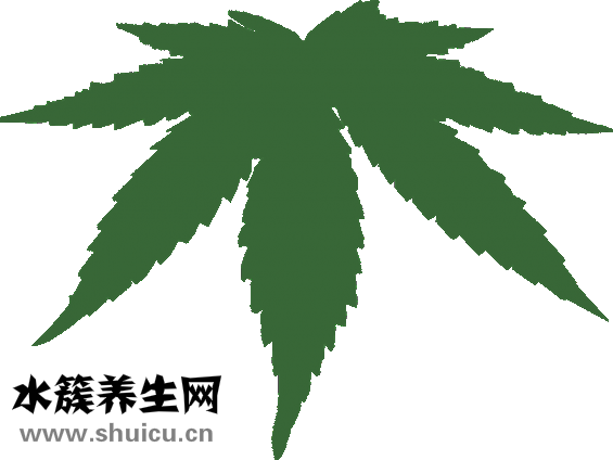 天冬是什么