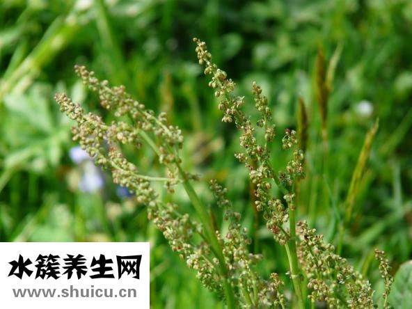 孕妇可以吃野菜吗
