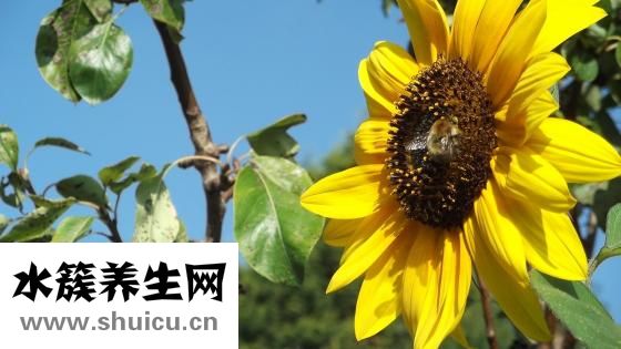 孕妇可以吃蜂蜜吗