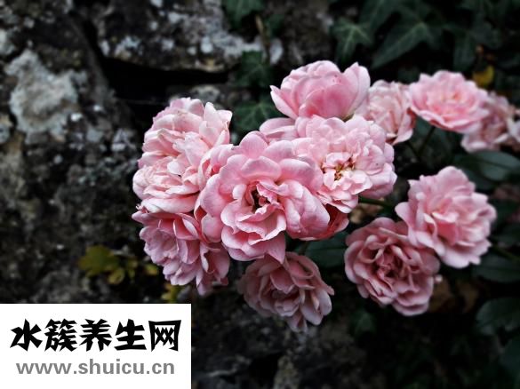 天天吃胡萝卜的坏处
