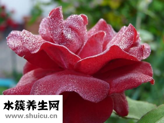 孕妇能喝红茶吗