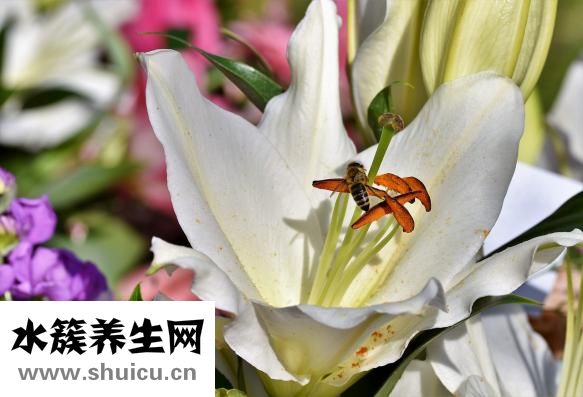 心火旺的症状及治疗