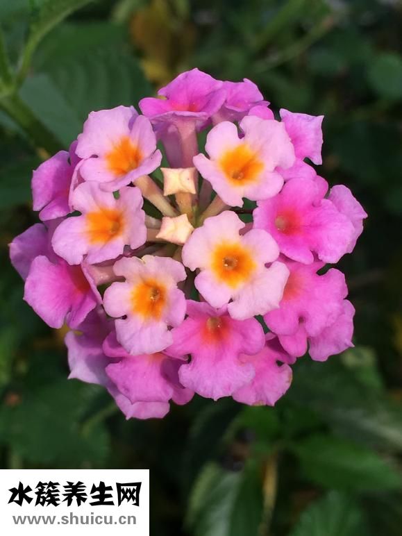 什么花好养又好看