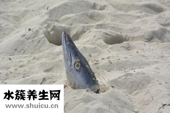 天麻炖鱼头