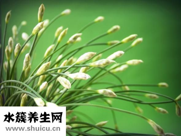 抗氧化的食物