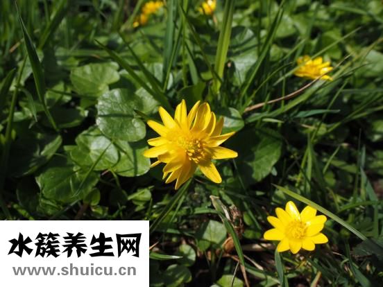 宫颈腺体囊肿
