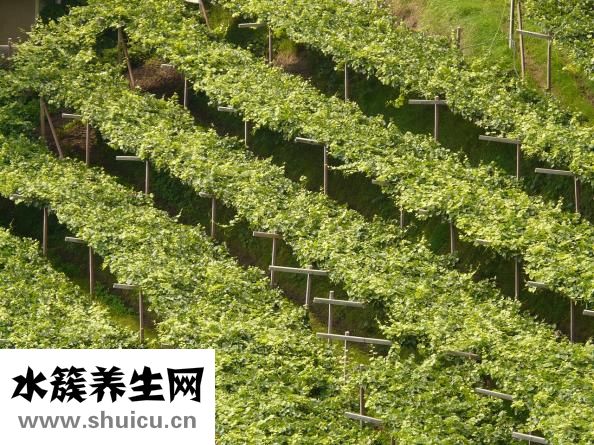 天麻种植技术