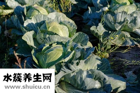 乌鸡炖什么汤好喝