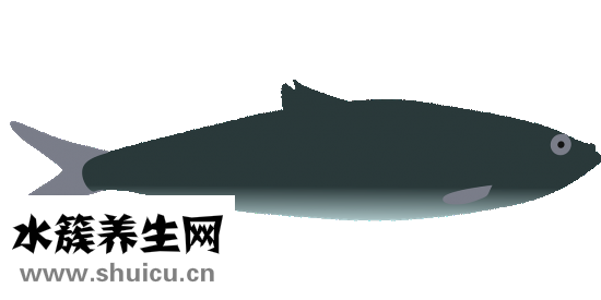 天麻炖鱼头