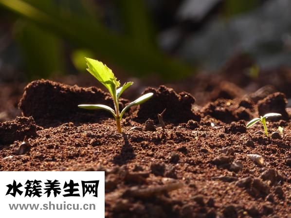 心绞痛的位置