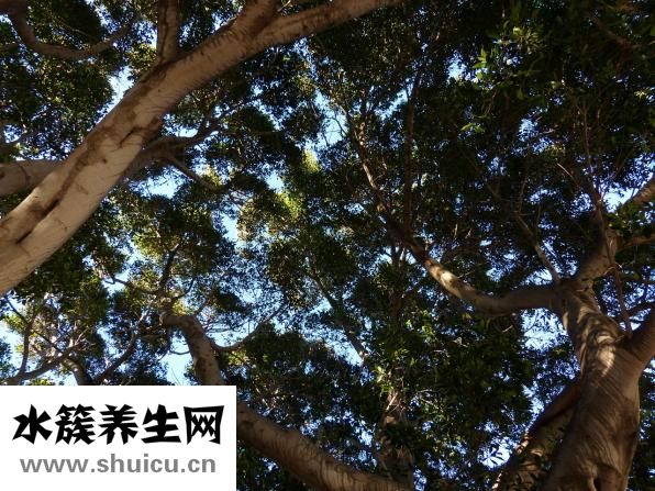小米粥怎么做