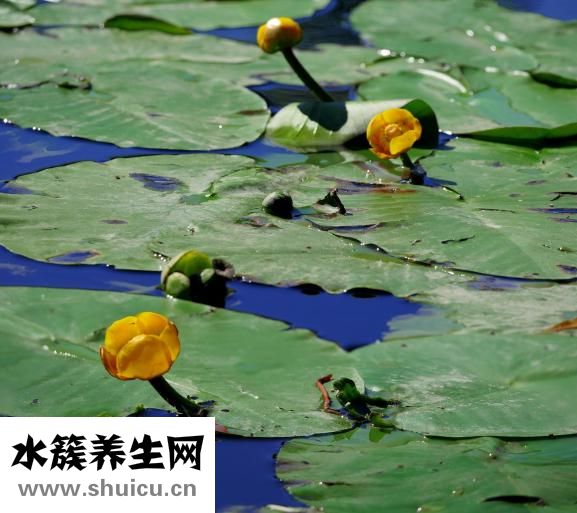 心脏传导阻滞