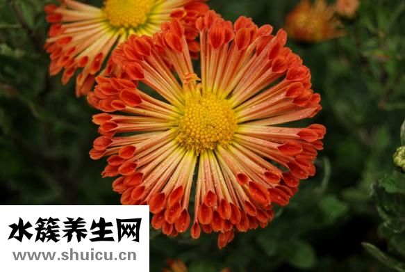 孕妇可以喝菊花茶