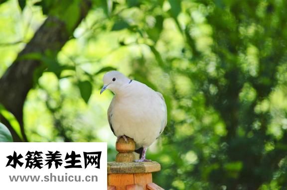 天麻炖鸽子的功效
