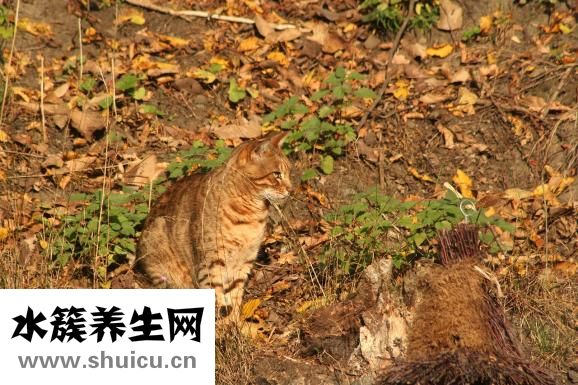 怎样减肚子