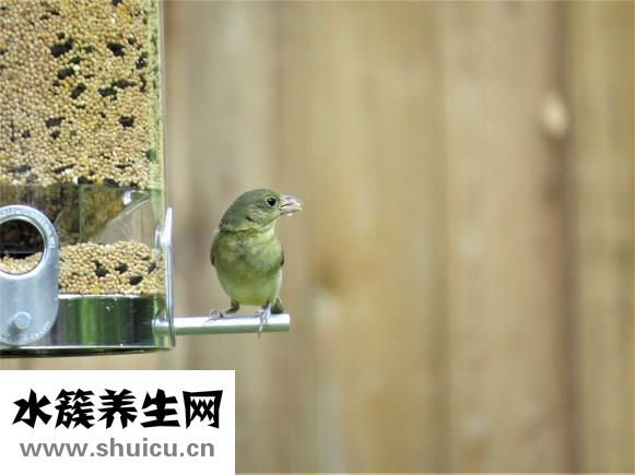 掌叶覆盆子