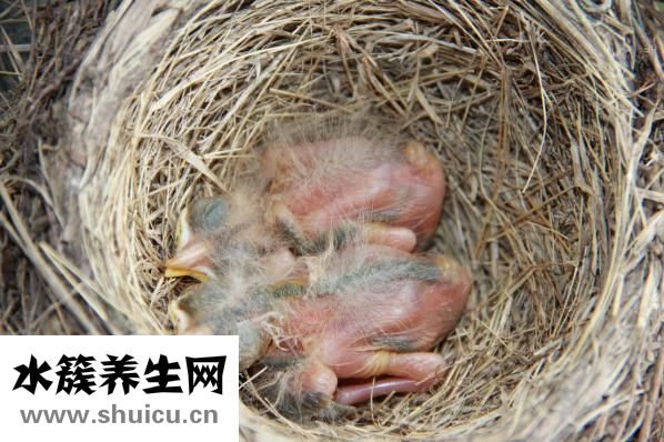 新生儿心率
