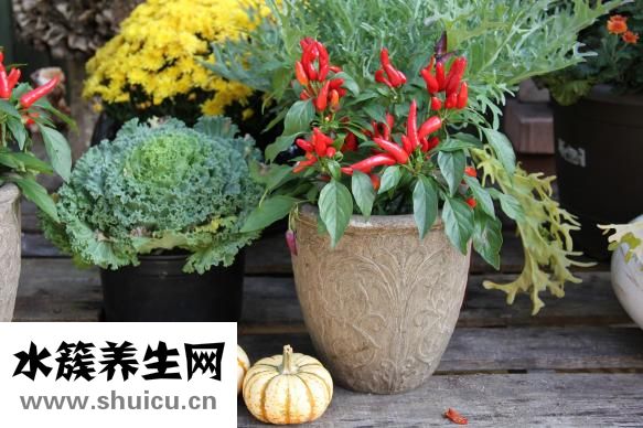 孕妇胃胀气