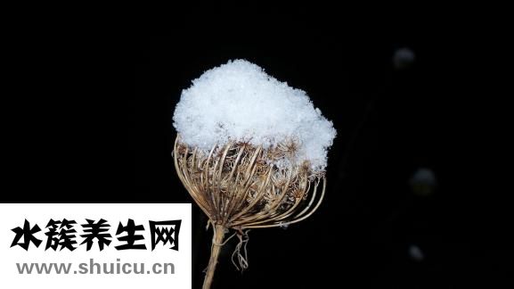 乌鸡炖什么汤好喝