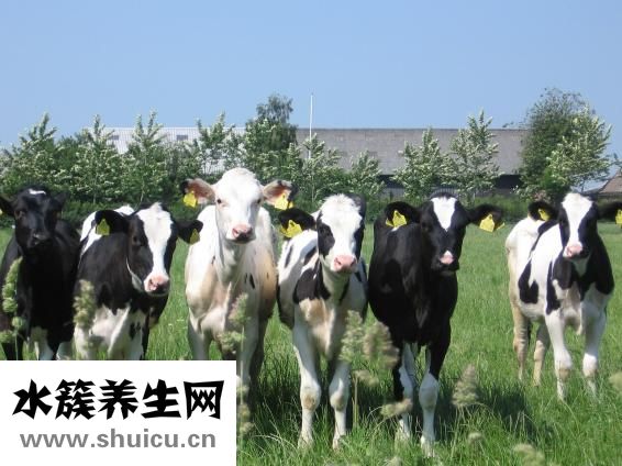新生儿吃什么奶粉好