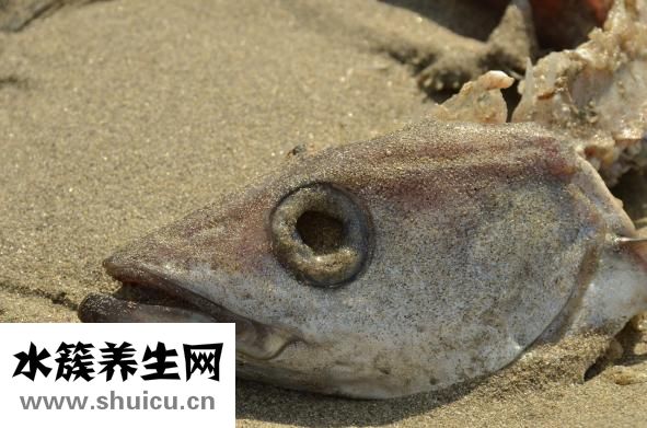 天麻炖鱼头