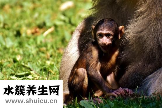 宝宝发型图片