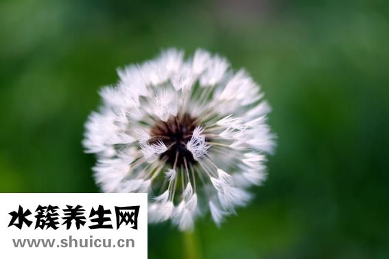 清热润肺汤