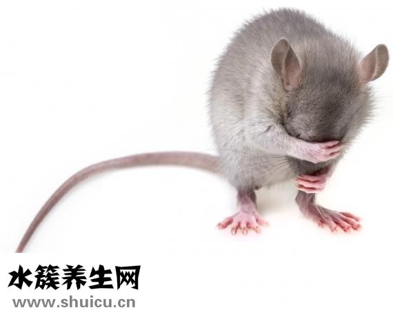 无菌性股骨头坏死