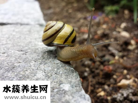清热润肺汤