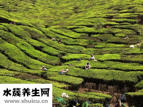 小孩子能喝茶吗