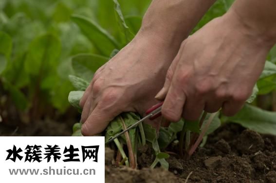 新鲜百合怎么吃